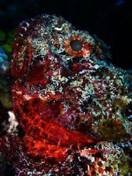 Close in on a scorpion fish, taken in The South Water Cay... by Martin Spragg 